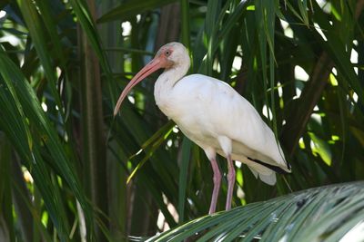 White ibis