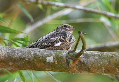 Lesser Nighthawk