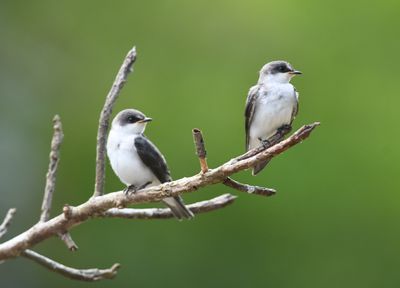 Mangrove swallow