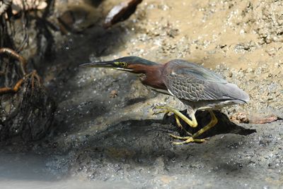 Green heron