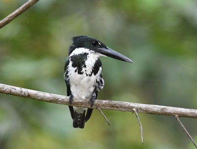 Birds of Costa Rica March 2023
