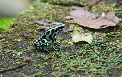 Green Poison Frog