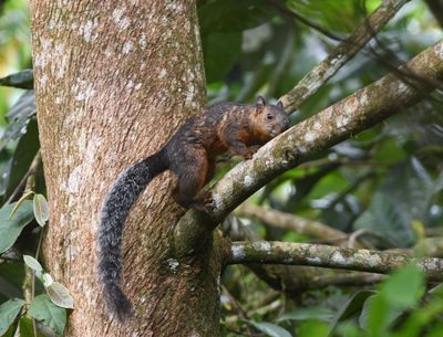 Variegated Squirrel