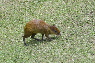 Central American Agouti