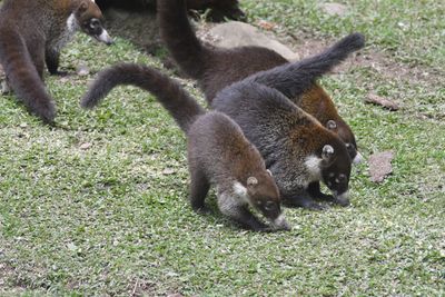 White-nosed Coati