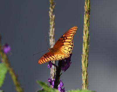 Wildlife of Costa Rica March 2023