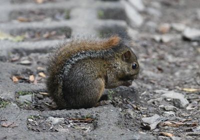 Red-tailed Squirrel
