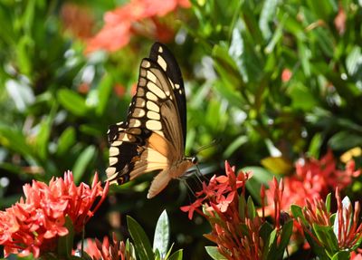 Giant Swallowtail