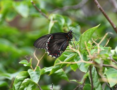 Polydamas Swallowtail