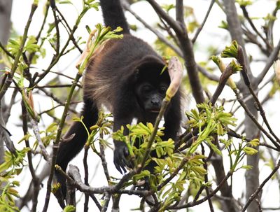 Mantled Howler