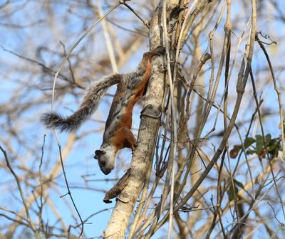Variegated Squirrel