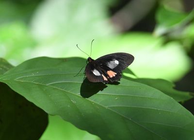Wedge-spotted Cattleheart