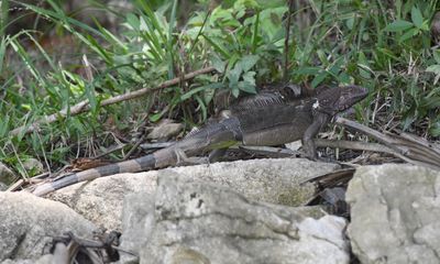 Common Green Iguana