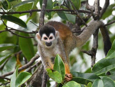 Central American Squirrel Monkey