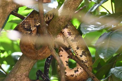 Ruschenberger Tree Boa