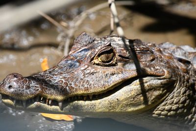 Spectacled Caiman