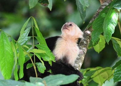 Panamanian White-faced Capuchin