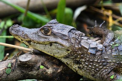 Spectacled Caiman