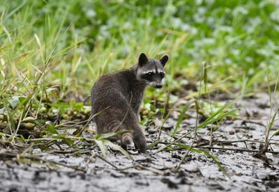 Wildlife of Costa Rica March 2023