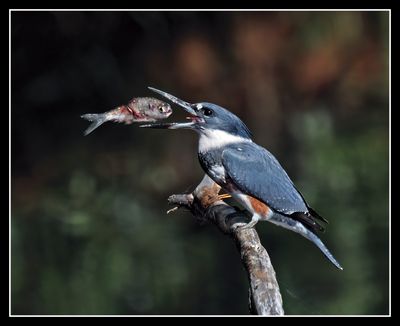 Birds