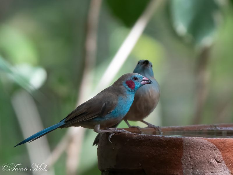 Blauwfazantje, Marakissa rivercamp