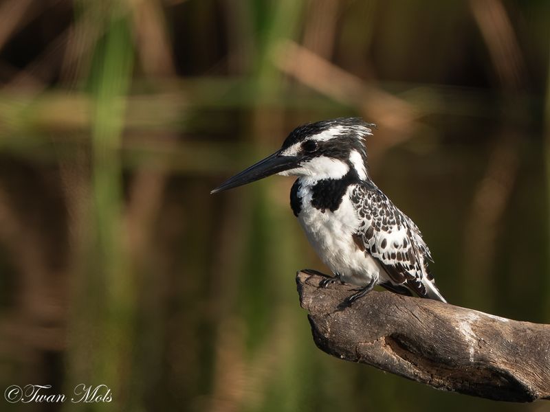 Bonte ijsvogel, Marakissa rivercamp