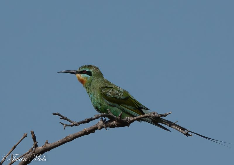 Groene bijeneter, Kartong