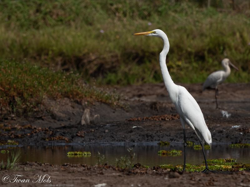 Grote zilverreiger, Marakissa river