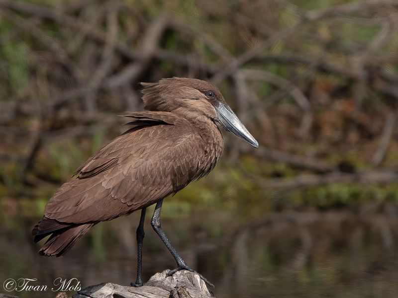 Hamerkop, Marakissa river.jpg