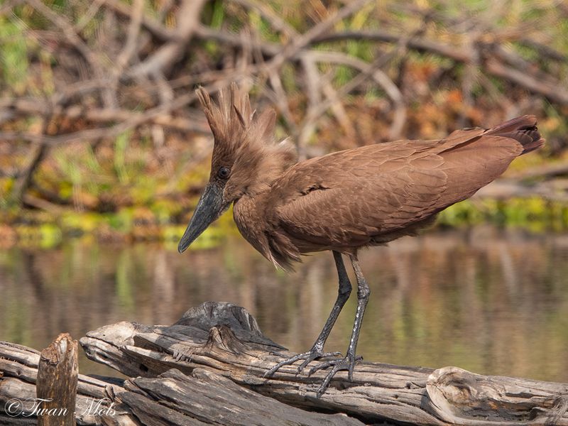 Hamerkop, Marakissa river