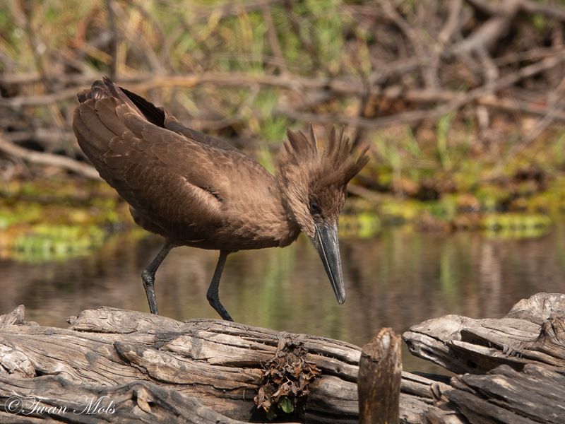 Hamerkop, Marakissa river