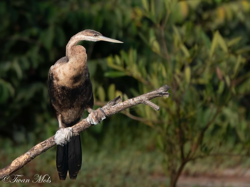 Slangenhalsvogel, Marakissa river