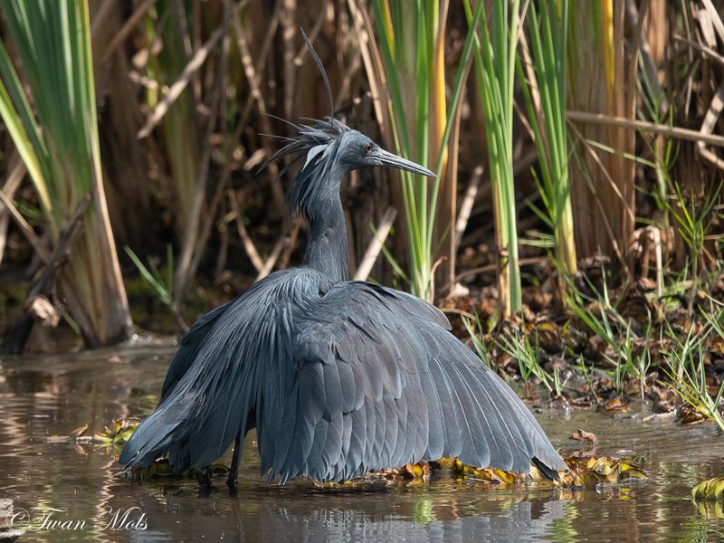Zwarte reiger, Marakissa river