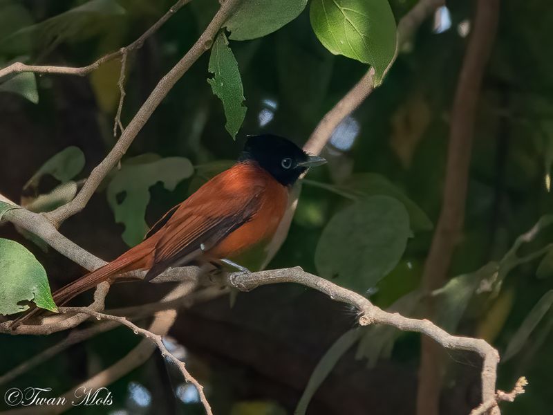Roodbuikparadijsmonarch, Farasuto 