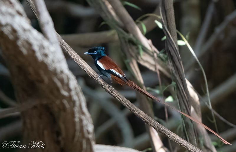 Afrikaanse paradijsmonarch, Farasuto