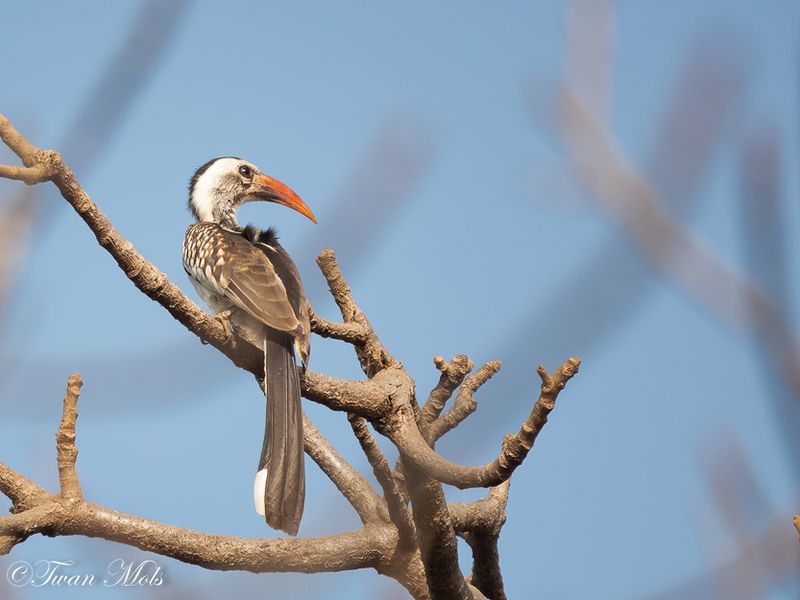 Bonte Tok, Sita Joyeh Baobab island