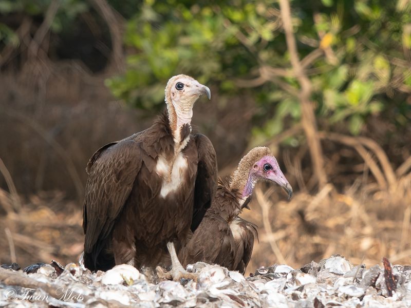 Kapgier, Sita Joyeh Baobab island. 