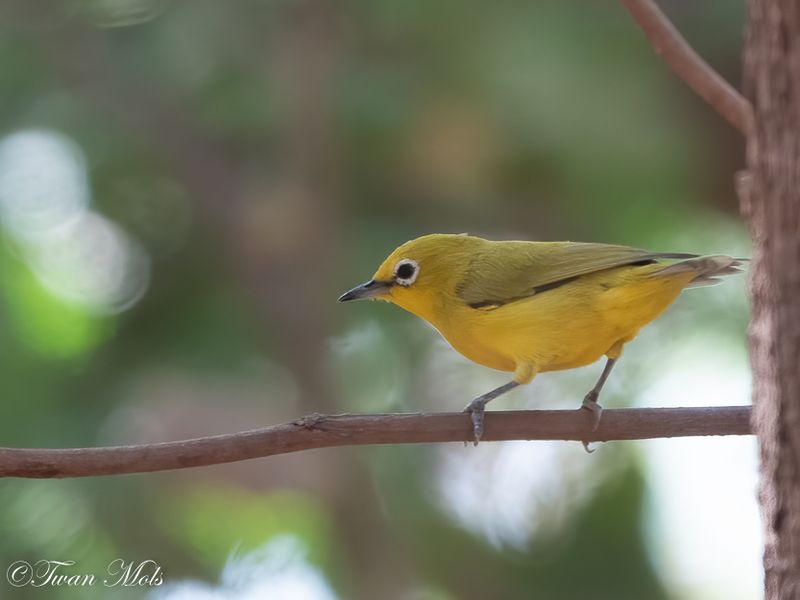 Noord-Afrikaanse brilvogel, Farasuto. 