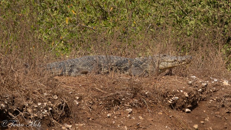 Westelijke Nijlkrokodil, Sita Joyeh Baobab island. 