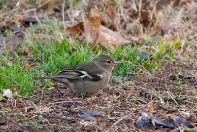 Vink