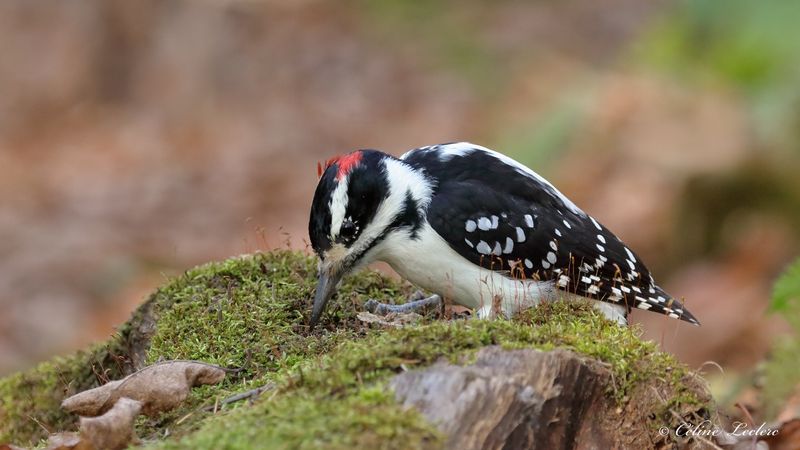 Pic chevelu Y3A2412 - Hairy Woodpecker