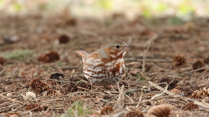 Bruant fauve Y3A6954 - Red Fox Sparrow