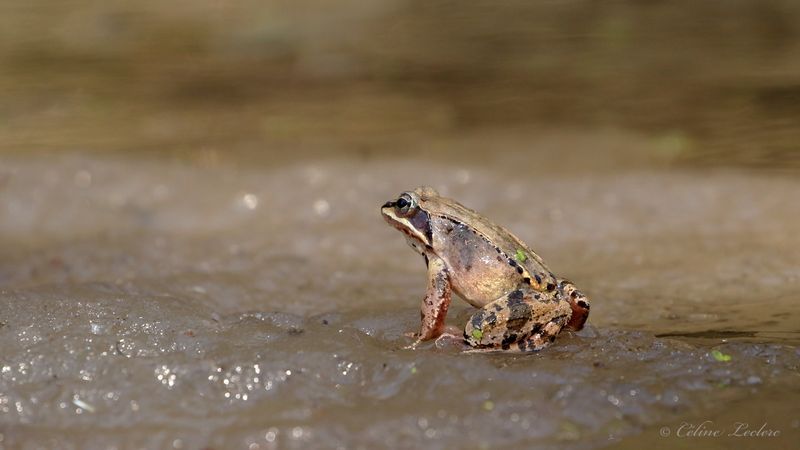 Grenouille des bois Y3A3030 - Wood Frog