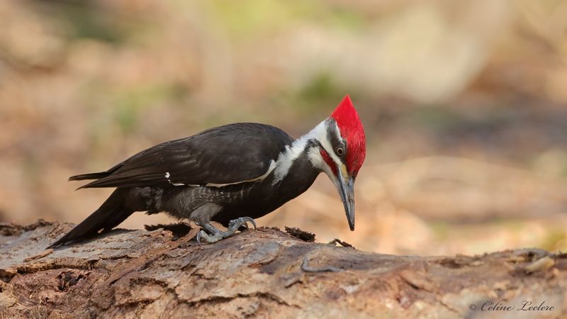 Grand Pic Y3A3327 - Pileated Woodpecker