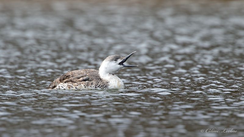 Plongeon Catmarin Y3A3612 - Red-Throated Loon