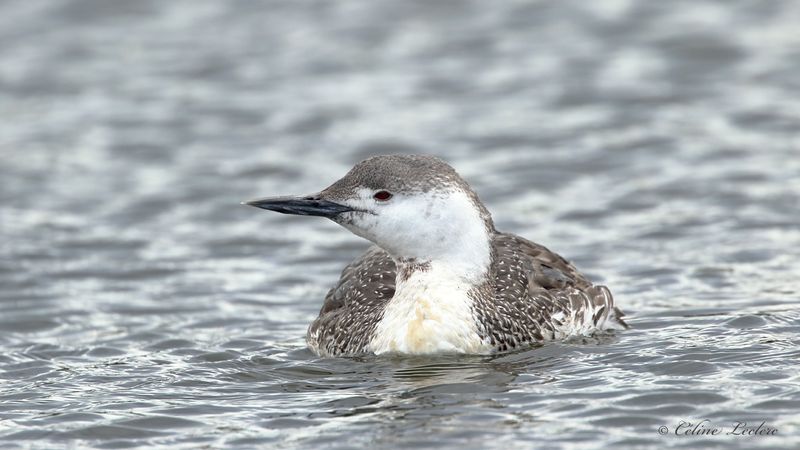 Plongeon Catmarin Y3A3643 - Red-Throated Loon