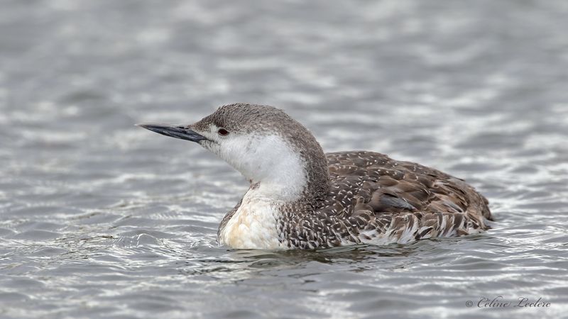 Plongeon Catmarin Y3A3660 - Red-Throated Loon