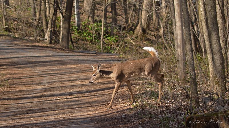 Cerf de Virginie Y3A3813 - White-tailed Deer 