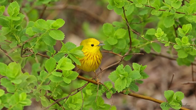 Paruline jaune Y3A4052 - Yellow Warbler