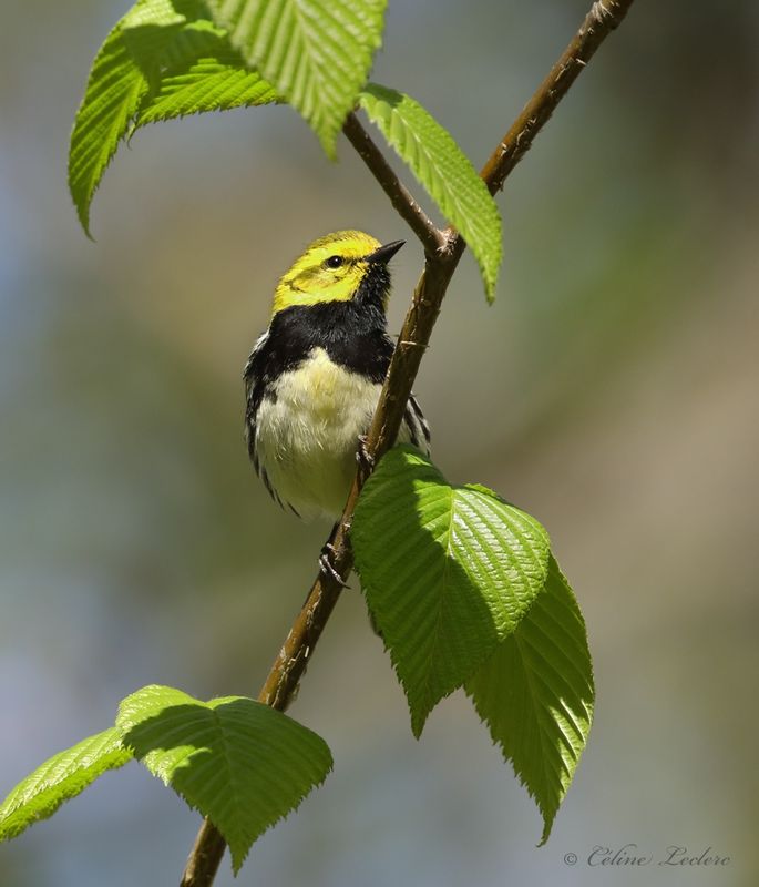 Paruline  gorge noire Y3A4315 - Black-throated Green Warbler